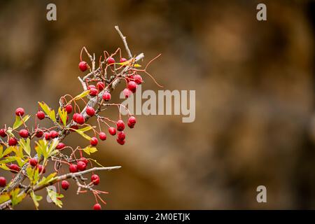 Crataegus monogyna - Strauchbeerenobst und Weißdorn. Weißdorn, wilde Früchte. Stockfoto