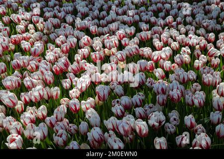 Beautiful many white and red patterned tulips, top view Stockfoto