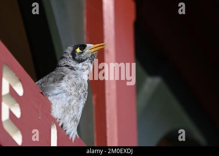 Kleiner lauter Bergmann, Manorina melanocephala, mit offenem Schnabel und erhobenem Kopf, während er zwitschert, während er hoch oben auf einem hölzernen Schild steht Stockfoto