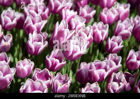 Lila Tulpen im Garten, Frühlingssaison Stockfoto