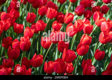 Nahaufnahme von vielen roten Tulpen Stockfoto