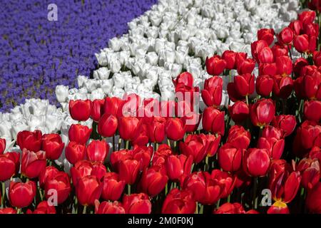 Rote weiße Tulpen und violette Hyazinthen Stockfoto