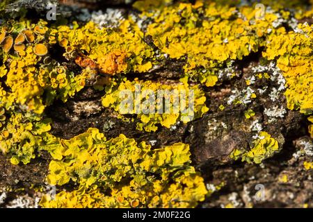 Lichen-Textur-Baum. Hypogymnia physodes und Xanthoria parietina common orange lichen Nahaufnahme. Natürlicher Makrohintergrund. Flechten Pilze wachsen auf a t Stockfoto