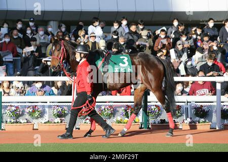 Hyogo, Japan. 3.. Dezember 2022. Echt wird vor dem Challenge Cup auf der Hanshin Rennbahn in Hyogo, Japan, am 3. Dezember 2022 durch die Koppel geführt. Kredit: Eiichi Yamane/AFLO/Alamy Live News Stockfoto