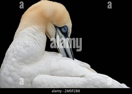 Nahaufnahme des nördlichen Gannet (Morus bassanus) Preening Stockfoto