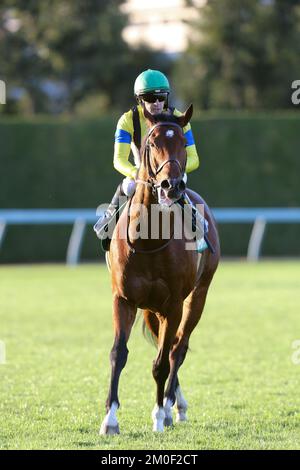 Hyogo, Japan. 3.. Dezember 2022. Valiant und Christophe Lemaire gewannen den Challenge Cup auf der Hanshin Rennbahn in Hyogo, Japan, am 3. Dezember 2022. Kredit: Eiichi Yamane/AFLO/Alamy Live News Stockfoto