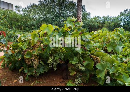 Weingut im Cantine Pellegrino in der Stadt Marsala, einem historischen sizilianischen Weingut, das typische Marsala-Weine herstellt. Italien. Stockfoto