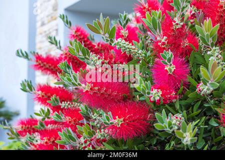 Leuchtend purpurpurrote Flaschenbürsten-ähnliche Blütenspitzen von Callistemon citrinus splendens. Stockfoto