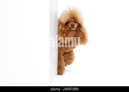 Porträt eines süßen reinrassigen Pudels, der aus der Ecke schaut, isoliert vor weißem Studiohintergrund. Begriff der Haustiere, Pflege, Tierarzt Stockfoto