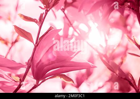 Magnolienblüten im Hintergrund der Sonne. Das Foto ist mit Viva Magenta getönt. Wunderschöner roter Hintergrund. Hintergrundbild auf dem Desktop. Die Natur Stockfoto