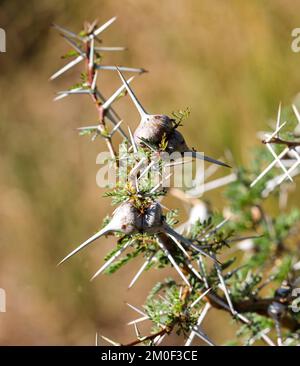 Die ungewöhnliche Gallenform einiger Dornbasen ist die Heimat der kleinen, aber aggressiven Crematogaster-Ameisen. Der pfeifende Dorn bietet Schutz Stockfoto