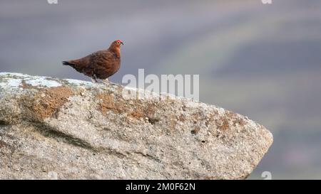 Rote Moorhühner (Lagopus lagopus scotica) auf einem Felsen Stockfoto