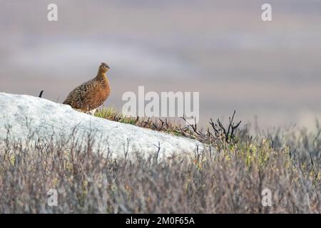 Weibliche rote Moorhühner stehen auf einem Felsen, Yorkshire Dales, Großbritannien Stockfoto