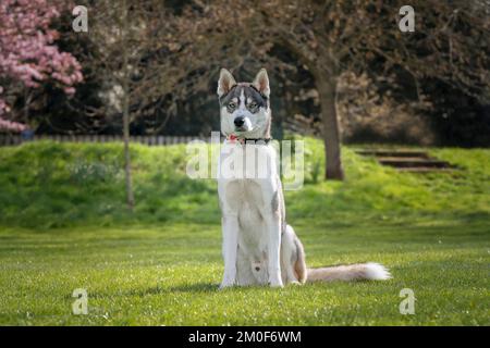 Sibirischer Husky mit blauen Augen saß in einem Park mit einem ernsten Gesicht direkt in die Kamera Stockfoto