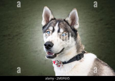 Sibirischer Husky mit blauen Augen saß in einem Park und schaute direkt auf die Kamera Stockfoto