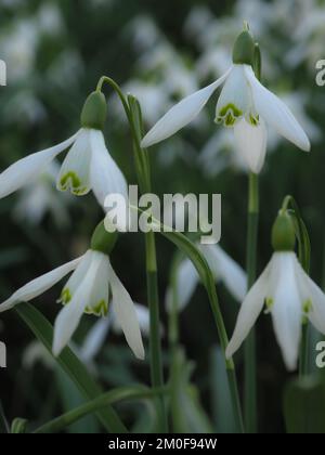 Nahaufnahme gemeiner Schneeglöckchen (Galanthus nivalis) vor dunklem Hintergrund Stockfoto