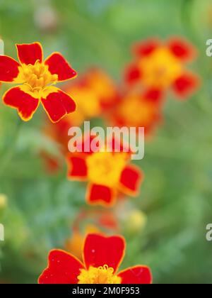 Nahaufnahme der roten und gelben Tagetes tenuifolia „Red Gem“ (mexikanische oder Signet Ringelblume) Stockfoto