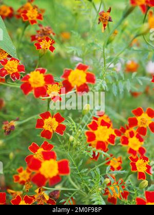 Nahaufnahme der Tagetes tenuifolia „Red Gem“ (mexikanische oder Signet Marigold) Blumen Stockfoto