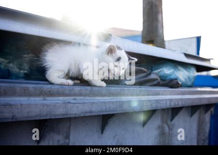 Streunende Katze auf einem Abfallbehälter Stockfoto