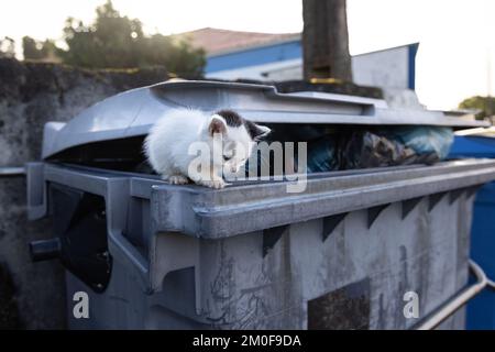 Junge streunende Katze auf einem Abfallbehälter Stockfoto