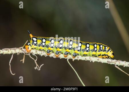 Wolfsmilch Hawkmoth (stark Euphorbiae, Celerio Euphorbiae), Raupe, Deutschland Stockfoto