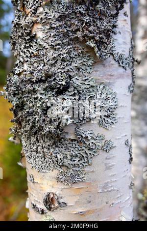 Birke (Betula spec.), Flechten auf Birkenbaumstamm, Norwegen, Nord-Troendelag, Nyheim Stockfoto