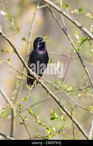 Gewöhnlicher Starling (Sturnus vulgaris), singend auf einem Zweig, Deutschland Stockfoto