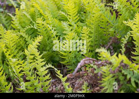 Polypodie (Polypodium vulgare), Gruppe, Schweden Stockfoto