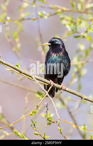 Gewöhnlicher Starkling (Sturnus vulgaris), auf einem Ast, Deutschland Stockfoto