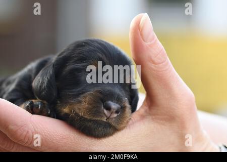 Langhaariger Dachshund, langhaariger Wursthund, Haushund (Canis lupus f. familiaris), neun Tage alter schwarz-brauner Welpe, der auf der Hand liegt, vorne Stockfoto