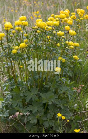 Europäischer Blumenkohl, Blumenkohl (Trollius europaeus), Blüte, Schweden Stockfoto