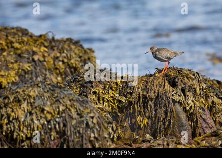 Rothaarige (Tringa totanus), Seetang-Futtersuche, Seitenansicht, Schweden Stockfoto