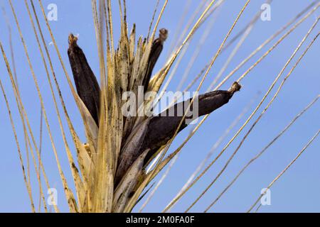 Mutterkorn, Blutwurzel (Claviceps purpurea), auf Ernte, Deutschland Stockfoto