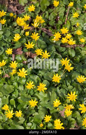 kleinen Schöllkraut, Fig-Wurzel Butter-Cup (Ranunculus Ficaria, Ficaria Verna), blühen, Deutschland Stockfoto