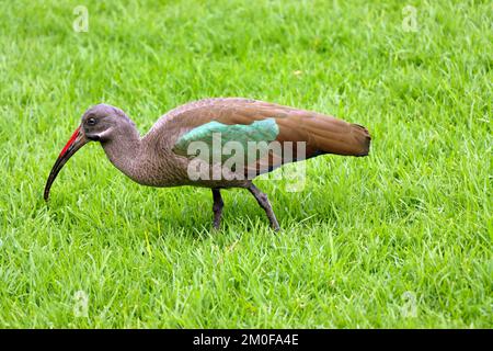 Hadeda Ibis (Bostrychia Hagedashia Hagegedash), Futtersuche auf einer Wiese, Kanarische Inseln, Fuerteventura Stockfoto