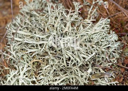 Rentierflechten, Rentiermoss (Cladonia rangiferina), Nahaufnahme, Deutschland Stockfoto