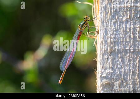 Große rote Jungfliege (Pyrrhosoma nymphula), frisch geschlüpfter Mann, Seitenansicht, Deutschland Stockfoto