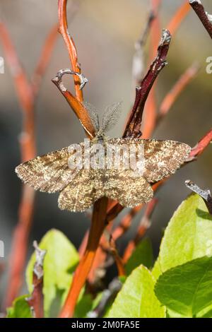 Gewöhnliche Heide (Ematurga atomaria), männlicher Sitz am Stiel, Blick auf den Rücken, Schweden Stockfoto