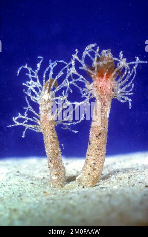 Sandstein (Lanice conchilega), Rohre lange Tentakel ragen von oben in Sand heraus Stockfoto