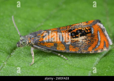 Bogenmarmor, Tortrixmotte (Olethreutes arcuella, Olethreutes arcuana), auf einem Blatt, Deutschland Stockfoto