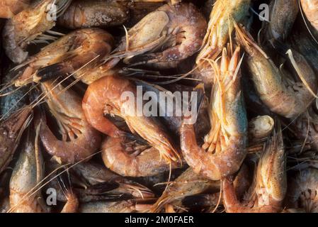 Krabben, Krabben, Braune Krabben (Crangon crangon), frische Krabben, Deutschland Stockfoto