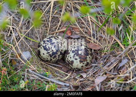 Europäischer Goldpfeifer (Pluvialis apricaria), Eier in einem Nest auf dem Boden, Schweden Stockfoto