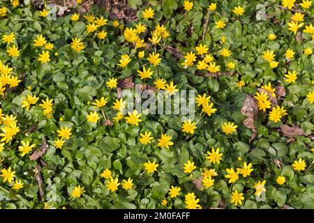 kleinen Schöllkraut, Fig-Wurzel Butter-Cup (Ranunculus Ficaria, Ficaria Verna), blühen, Deutschland Stockfoto