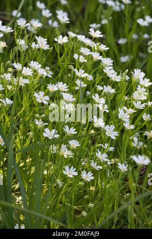 Easterbell Hahnenfußgewächse, größere Stitchwort (Stellaria Holostea), blühen, Deutschland Stockfoto