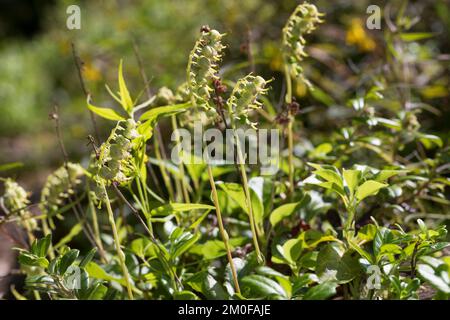 Einseitiges Wintergrün, gezacktes Wintergrün, Beidebells (Orthilia secunda), Fruit, Schweden Stockfoto