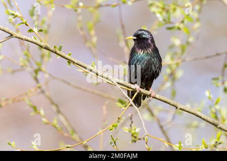 Gewöhnlicher Starkling (Sturnus vulgaris), auf einem Ast, Deutschland Stockfoto