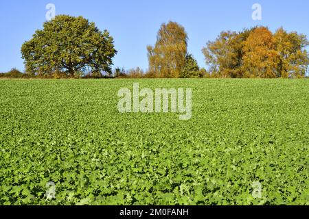 Rettich, Chinesischer Rettich, Futterrettich (Raphanus sativus var. Oleiformis, Raphanus sativus ssp. Oleiformis), als Zwischenfrucht auf einem Feld in Stockfoto