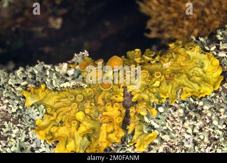 Gemeine orangefarbene Flechte, Gelbe Skala, Maritime Sonnenblechenflechte, Shore Flechten, Goldene Schildflechte (Xanthoria parietina, Parmelia parietina), auf einem Stockfoto