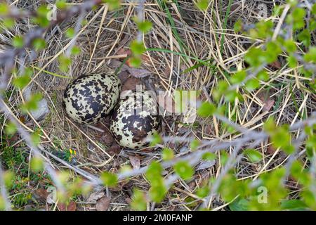 Europäischer Goldpfeifer (Pluvialis apricaria), Eier in einem Nest auf dem Boden, Schweden Stockfoto