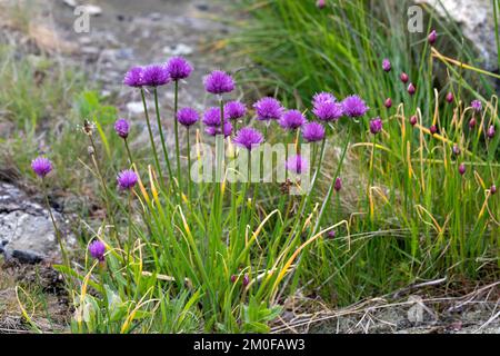 Schnittlauch, Lauch (Allium schoenoprasum), blühend, wilde Form, Schweden Stockfoto